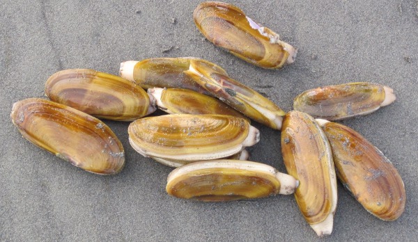 razor clam(图片转自landedgently.com,版权属于原